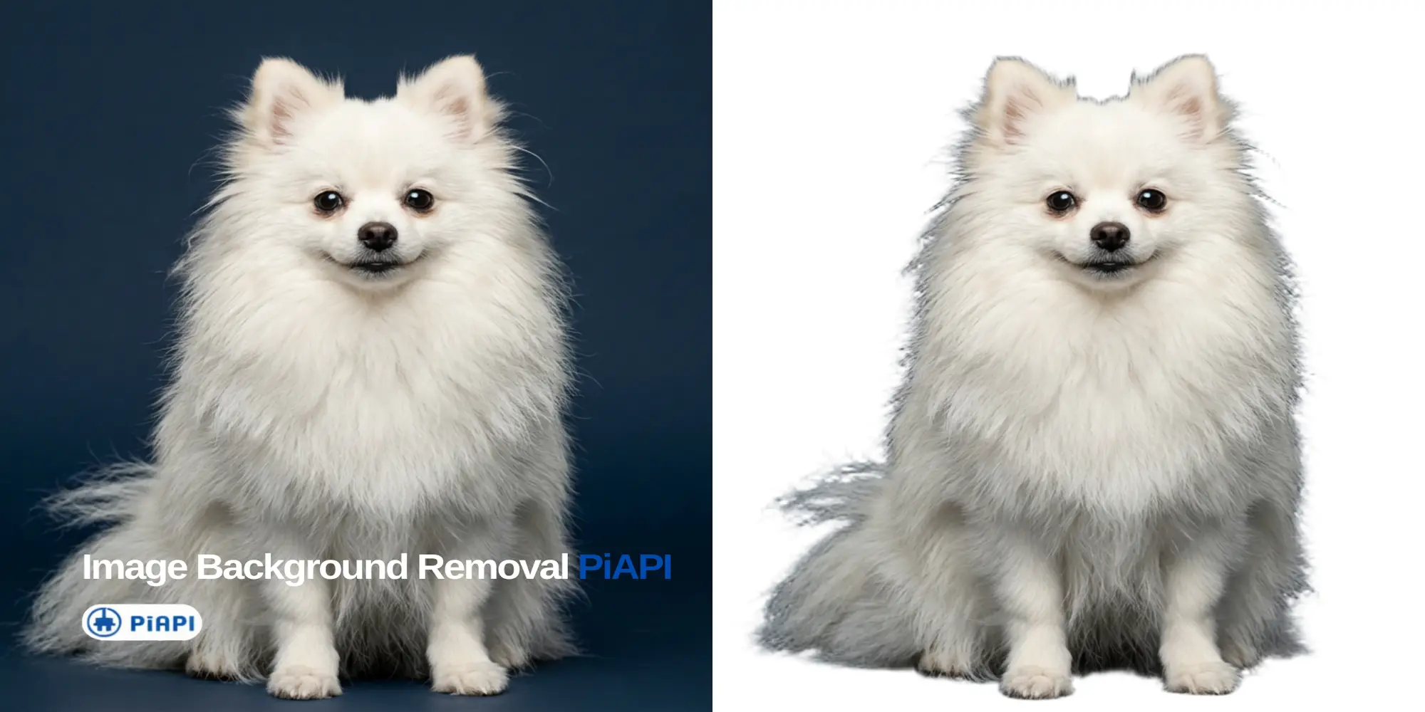 White Pomeranian shown before and after AI image background removal
